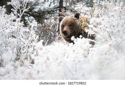 Grizzly Bear Snow Stock Photo 1827719852 | Shutterstock