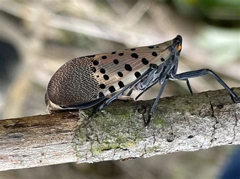 Spotted Lanternfly In Michigan How To Recognize And Deal With This