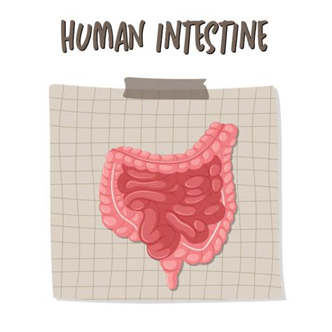 130 Clip Art Of A Human Small Intestine Illustrations Royalty Free