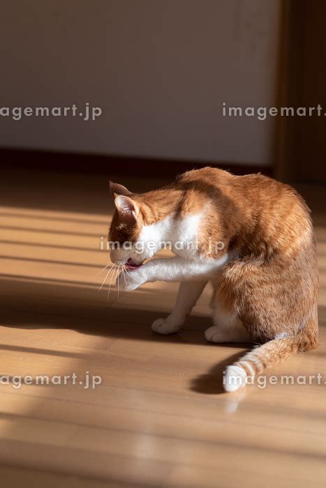 毛づくろいをする猫 茶トラ白の写真素材 239579983 イメージマート