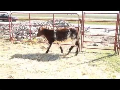 Conine Livestock Online Calf Sale Tag 15 Payton Heifer YouTube