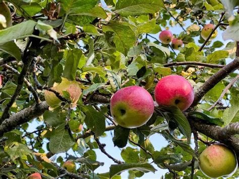 Odmiany jabłoni stare i nowe Agropedia