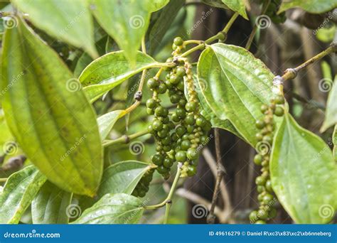 Fresh Pepper Stock Image Image Of Ingredient Piper 49616279