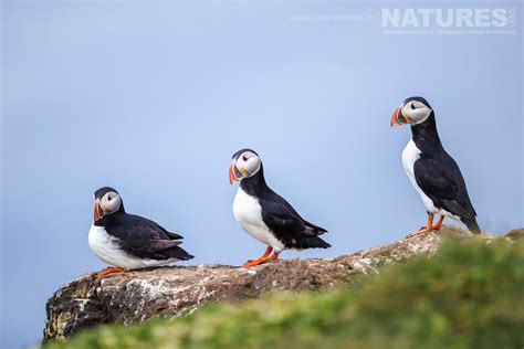 Robin Lowry - Atlantic Puffins of Grímsey Island - 2023 - NaturesLens