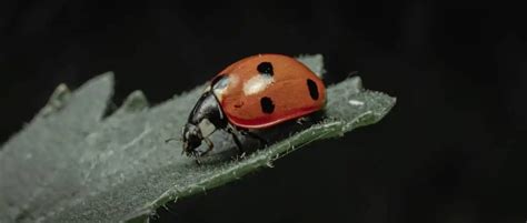 How To Manage A Ladybug Infestation - How I Get Rid Of