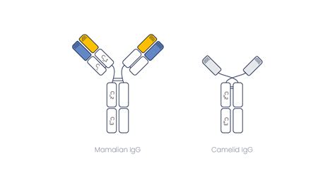 Why use camelid antibodies and VHH antibody fragments? | Eurogentec