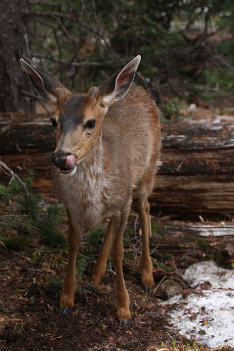 Black-tailed deer - Wikipedia