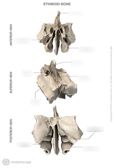 ETHMOID BONE Diagram | Quizlet