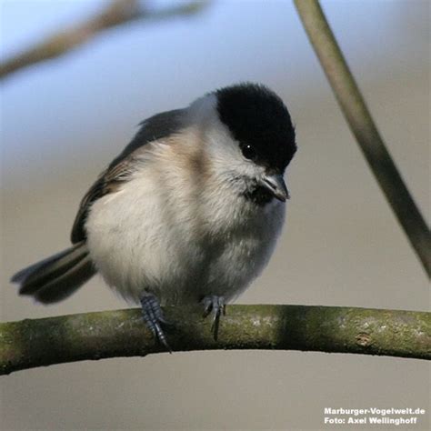 Marburger Vogelwelt De Sumpfmeise Parus Palustris Marsh Tit