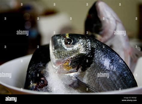 Gilthead Gilthead Seabream Sparus Auratus Studio Picture Stock Photo