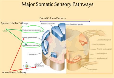 D Ch 14 CNS Somatic Sensory Motor Pathways Flashcards Quizlet