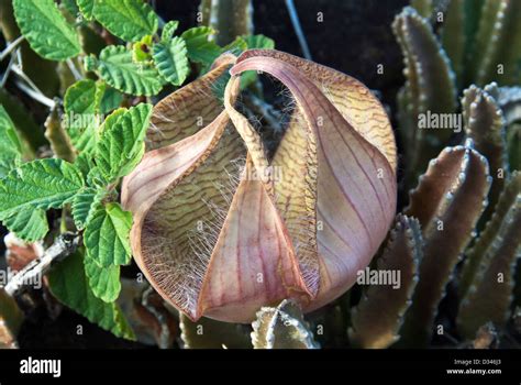 Starfish Flower Stapelia Grandiflora Makapu U Hawaii USA Stock Photo