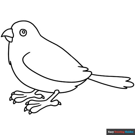 Sparrow Coloring Page | Easy Drawing Guides