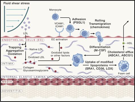 Atherosclerosis Recent Developments Cell