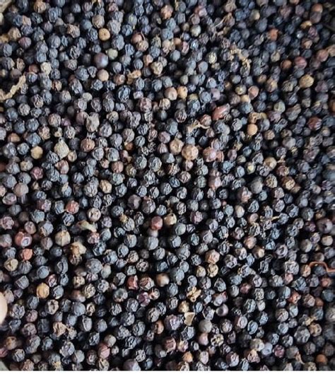 Common Bold Black Pepper Seeds For Cooking Spices Food Medicine