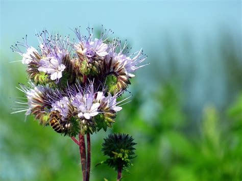 Purple Tansy Flowers Bee - Free photo on Pixabay