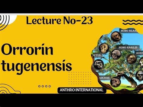 Orrorin Tugenensis Pre Hominid Group YouTube