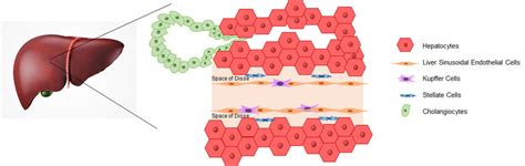 Schematic Reproduction Of The Liver Structure Liver Sinusoidal