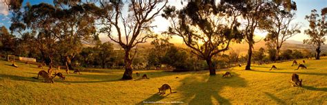 Bonorong Wildlife Sanctuary