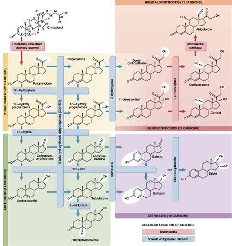 Sex Hormones Musculoskeletal Key