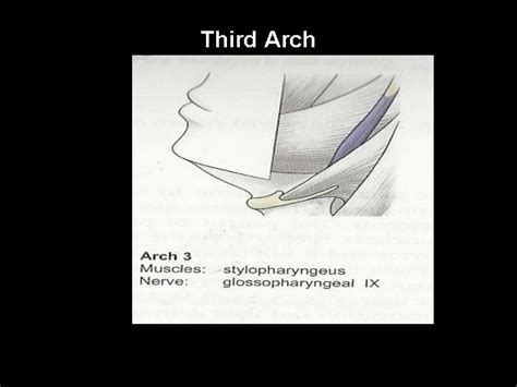 Pharyngeal Arches Primitive Pharynx Stomodeum Hind Brain Vesicle