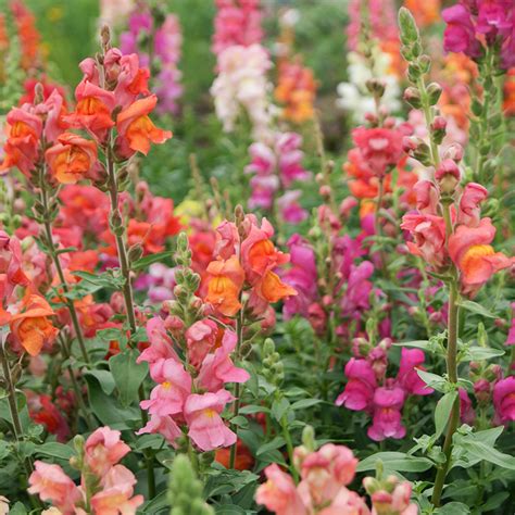 Leeuwenbek Mix Antirrhinum Majus Jansen Zaden