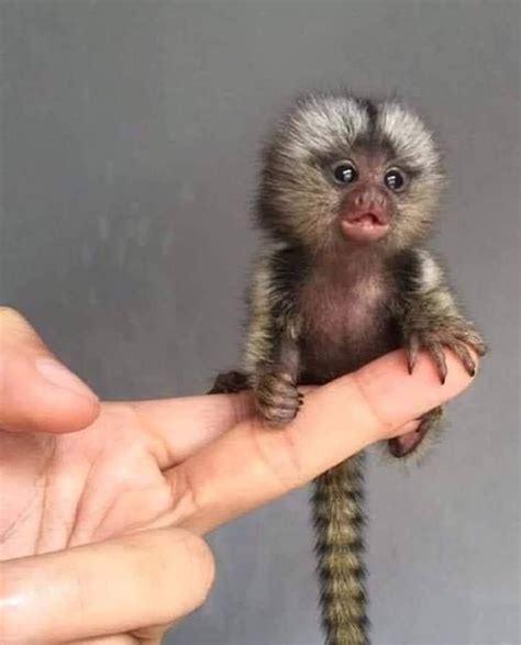 Meet The Pygmy Titi The Smallest Monkey In The World Raww