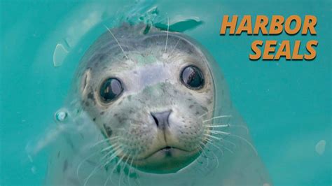 Harbor Seals Super Powered Cuteness Salish Sea Wild Youtube