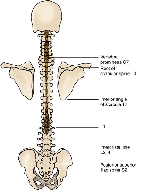 Epidural Anatomy