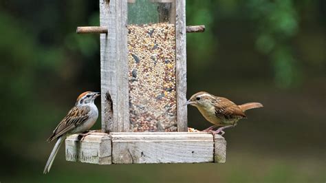 Avoid These 7 Bird Feeder Cleaning Mistakes At All Costs