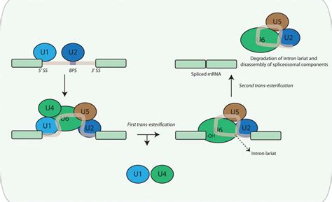 Rna Splicing Circulation Research