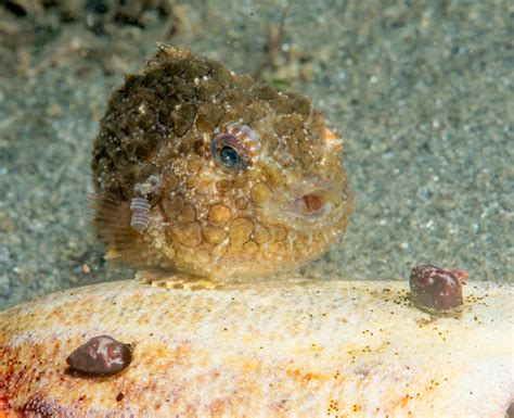 Pacific Spiny Lumpsucker Dan Hershman Flickr