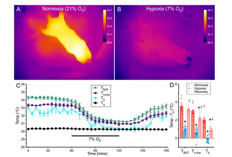 Naked Mole Rats Rapidly Decrease Ucp In Hypoxia Tattersall Lab Temp