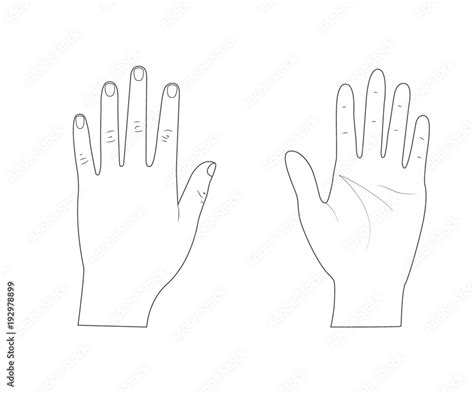 Woman hands.Back of the hand.Palm hand. Outline.Vector illustration ...