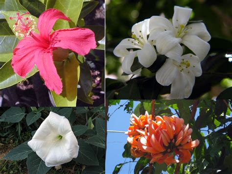 Hindu Gods And Their Favourite Flowers