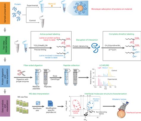 Structural Characterization Of Protein Material Interfacial