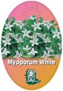 Myoporum White | Austraflora