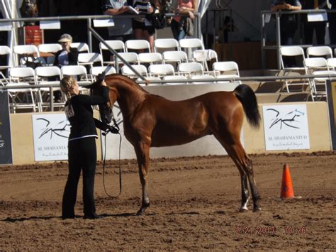 Up to Speed: The Arabian Horse Show: The horses