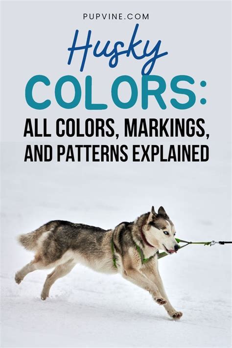 Husky colors all colors markings and patterns explained – Artofit