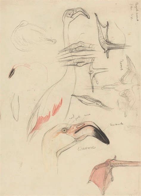 A Drawing Of Birds With Long Beaks And Wings