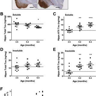 Age Dependent Changes In Tau Pathology In Rtg Mice A At P Tau