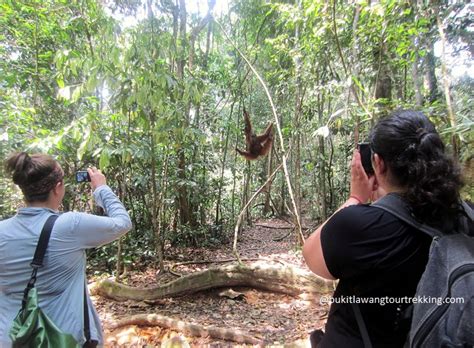 Bukit Lawang - 4 Days Jungle Trekking