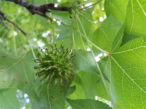 Sweet Gum Tree Andrew Bayne Memorial Library