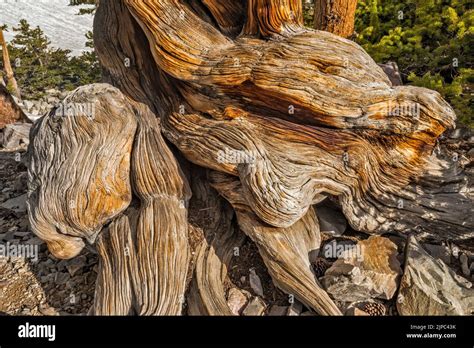 Trunk Of Bristlecone Pine Pinus Longaeva Great Basin National Park