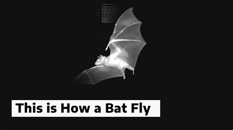 This Is How A Bat Fly Youtube