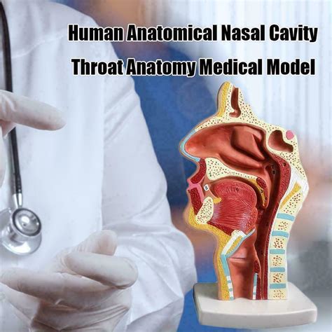 Normal Human Nasal Mouth Cavity Throat Model India Ubuy