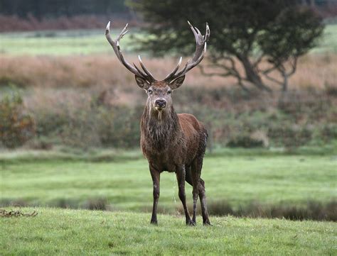 Red Deer Stag Photograph By Mike Warburton Photography Fine Art America