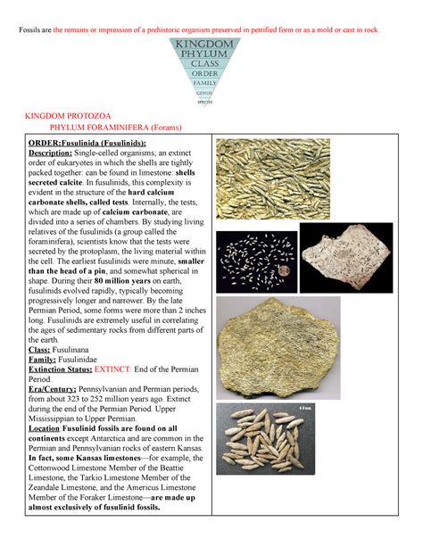 Fossils Science Olymapid Document Kingdom Protozoa + Animalia - Fossils ...