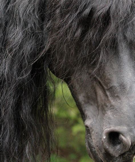 1000+ images about Friesian Horses on Pinterest | Baroque, Dressage and ...