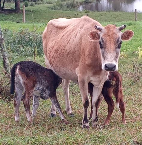 PORTAL FARRAPO Classificados Agro Vaca Jersey 2 Terneiros